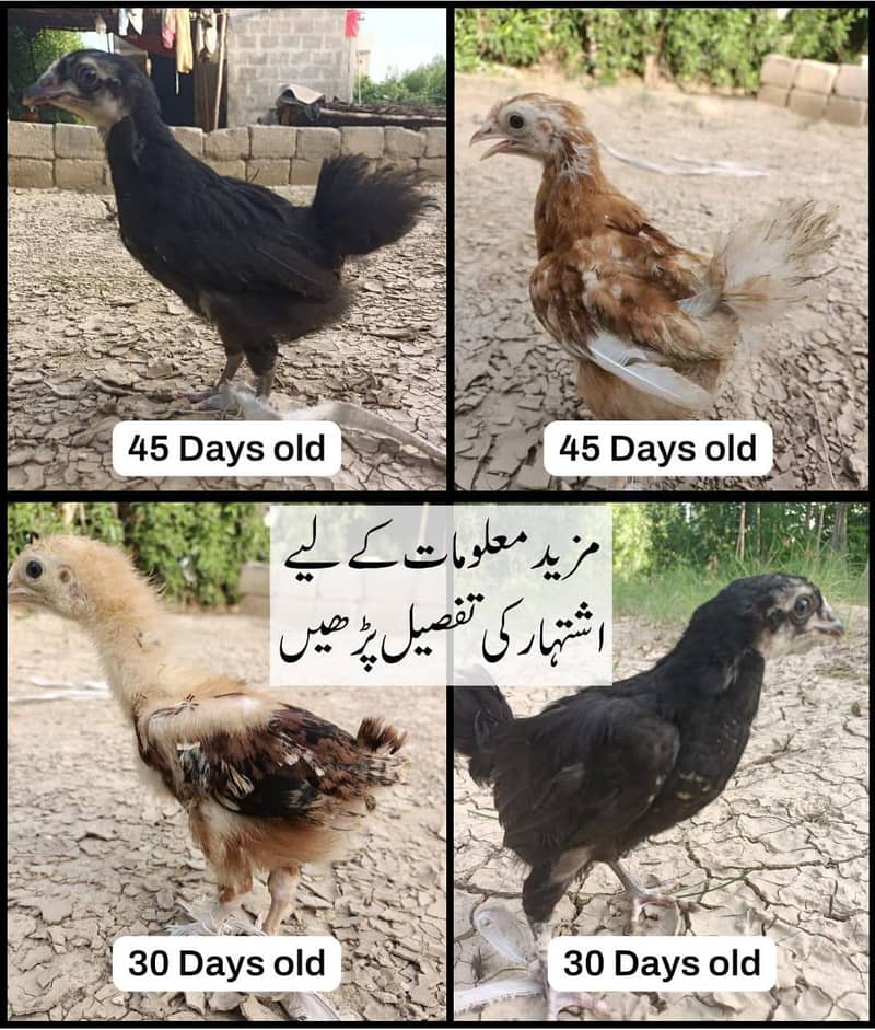 30/60 Day Old RIR Rhode Island Red Australorp Lohman Hen Chick

                                                            alt=