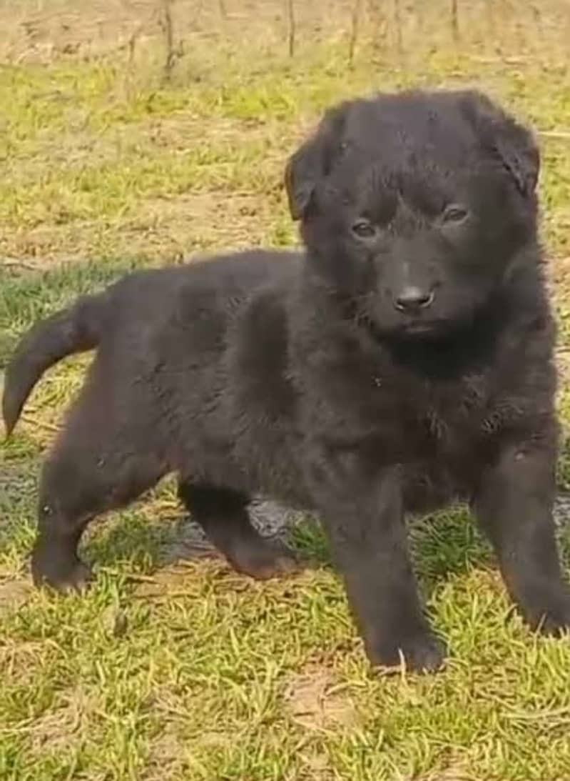 black German Shepherd male dog for sale

                                                            alt=