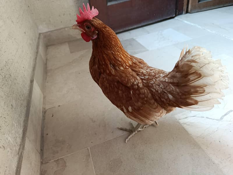 Hen pair egg laying

                                                            alt=