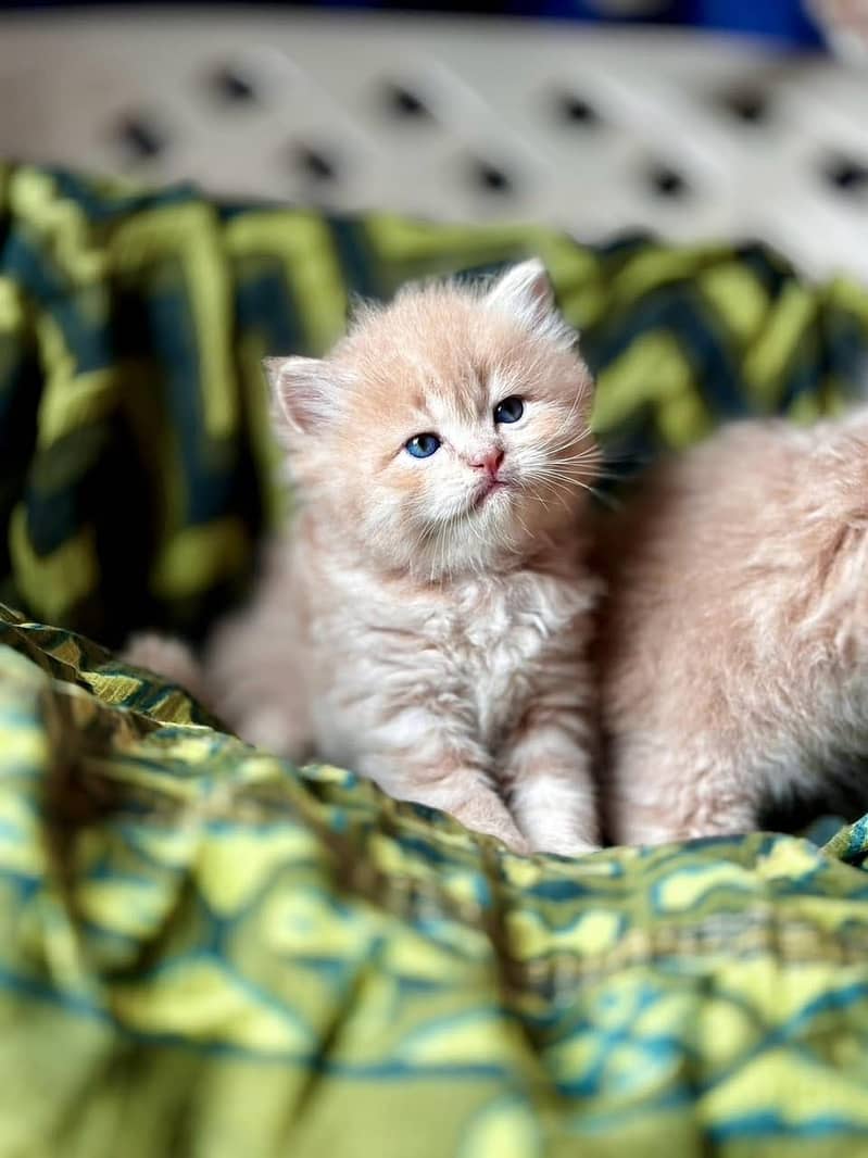 (0325-1345149) Top Quality Persian kitten or cat baby

                                                            alt=