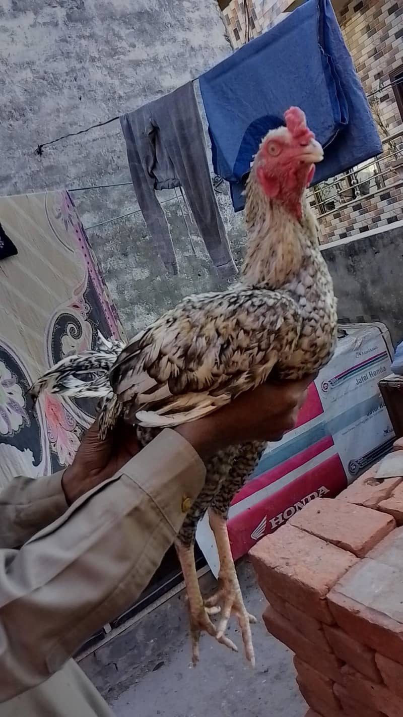 selling hen

                                                            alt=