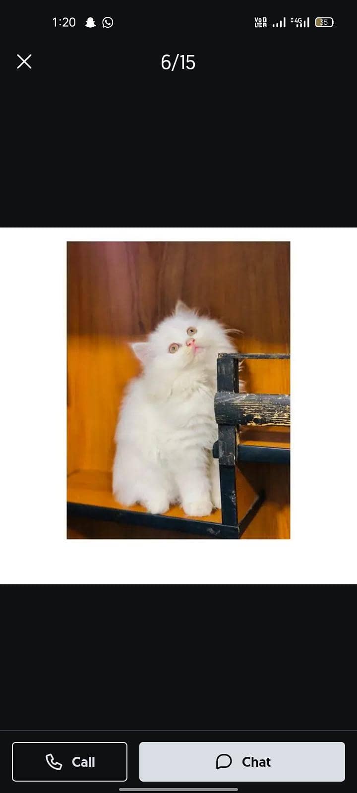 cash on delivery himalayan British kitten cat home delivery available

                                                            alt=