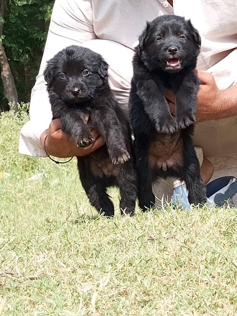black German Shepherd pair | gsd | dog | long coat pair for sale

                                                            alt=