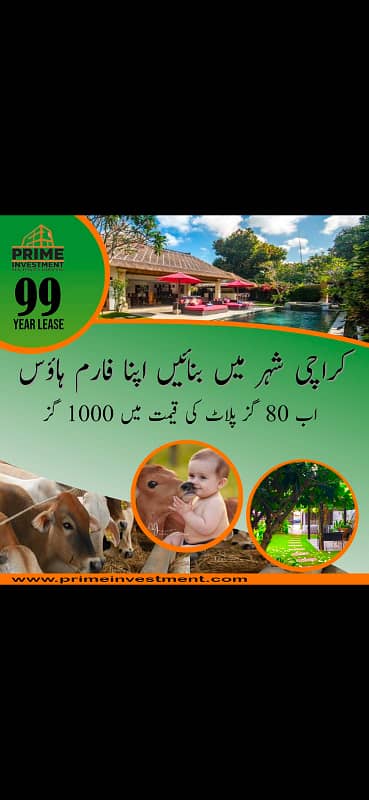 Cattle Farm dairy farm

                                                            alt=