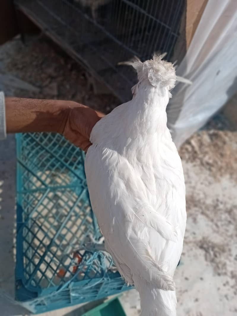 White Polish Young Male Mashallah

                                                            alt=