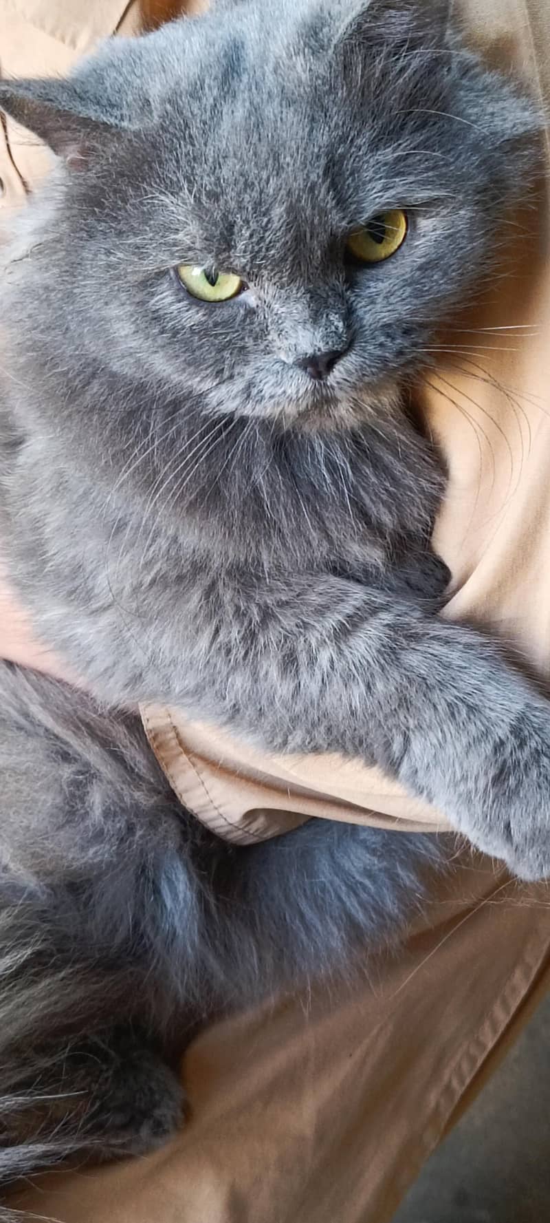 partion cat

                                                            alt=