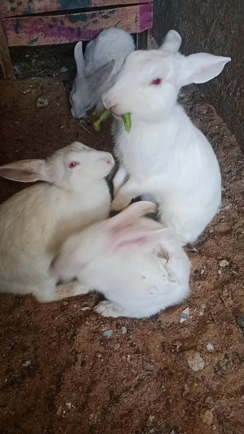 pair 1500

                                                            alt=