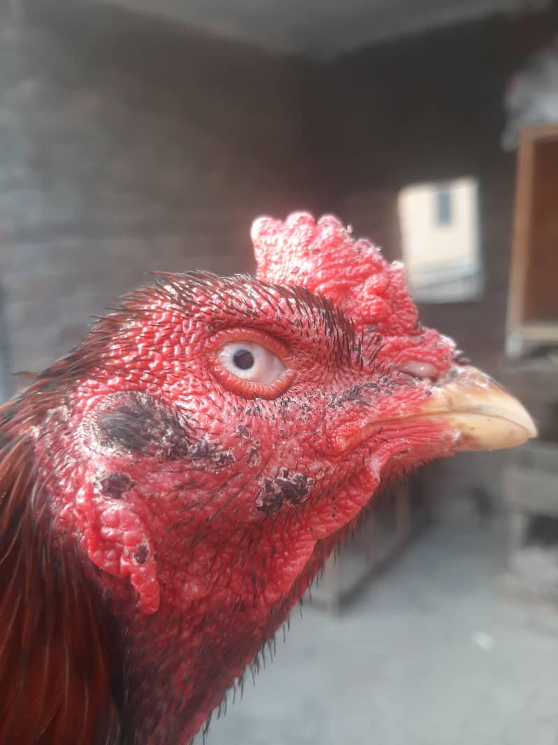 hint male

                                                            alt=