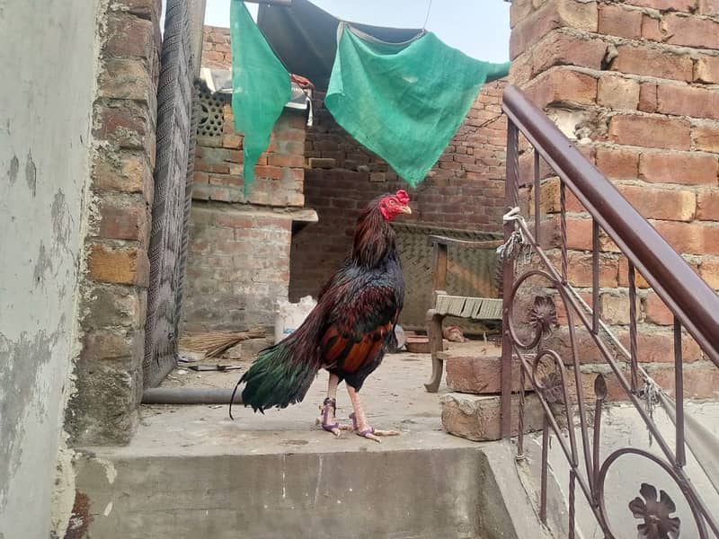 Aseel | Mianwali Mushka Lakha Aseel | Sindhi Jawa Aseel |patha

                                                            alt=