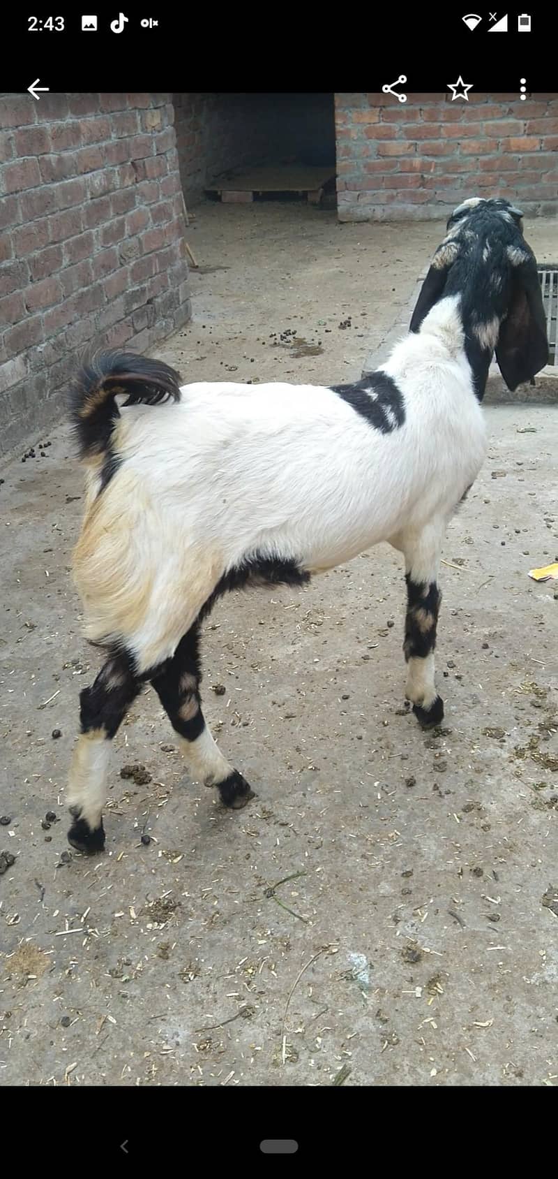 dasi Bakra

                                                            alt=