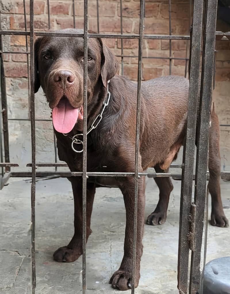 British Labrador

                                                            alt=