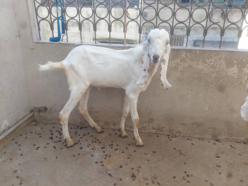 Pure Rajanpuri gulabi

                                                            alt=