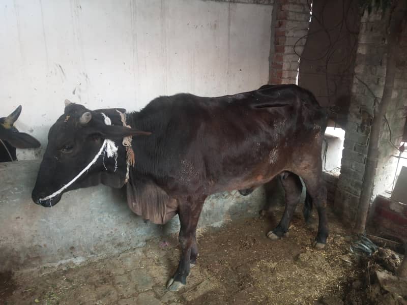 waltan cross cow first sowa

                                                            alt=