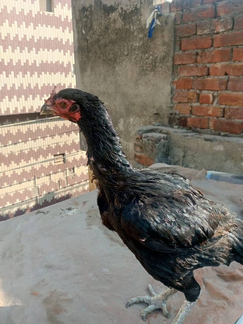 Aseel Thai Female for sale

                                                            alt=