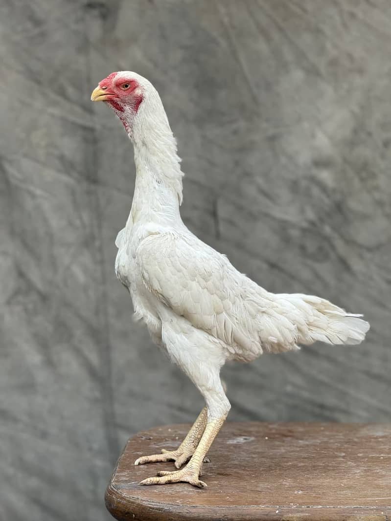 Aseel Shamo | White Shamo | White Thai Pakoya | Thai Aseel | Hens

                                                            alt=