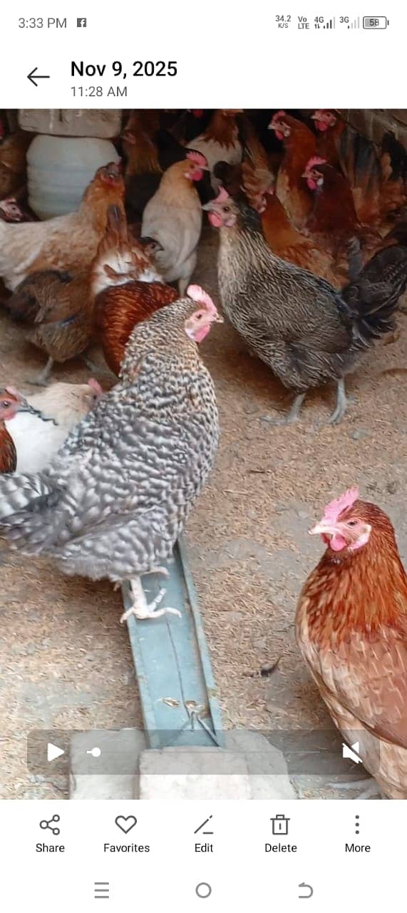 golden misri | desi murghi | golden misri pathi | misri | hen  /مرغی

                                                            alt=