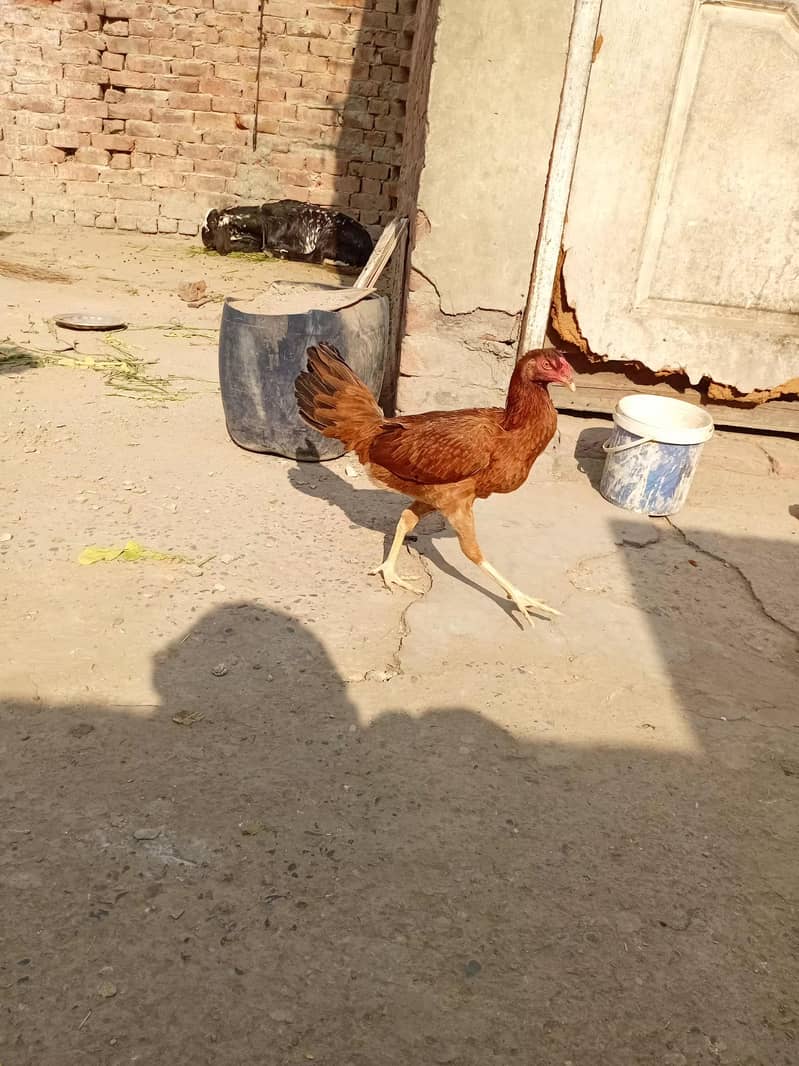 female hen

                                                            alt=