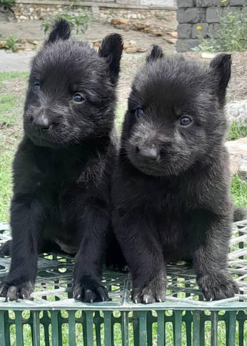 Black German shepherd | Puppy | GSD | Dog for sale | Long coat

                                                            alt=