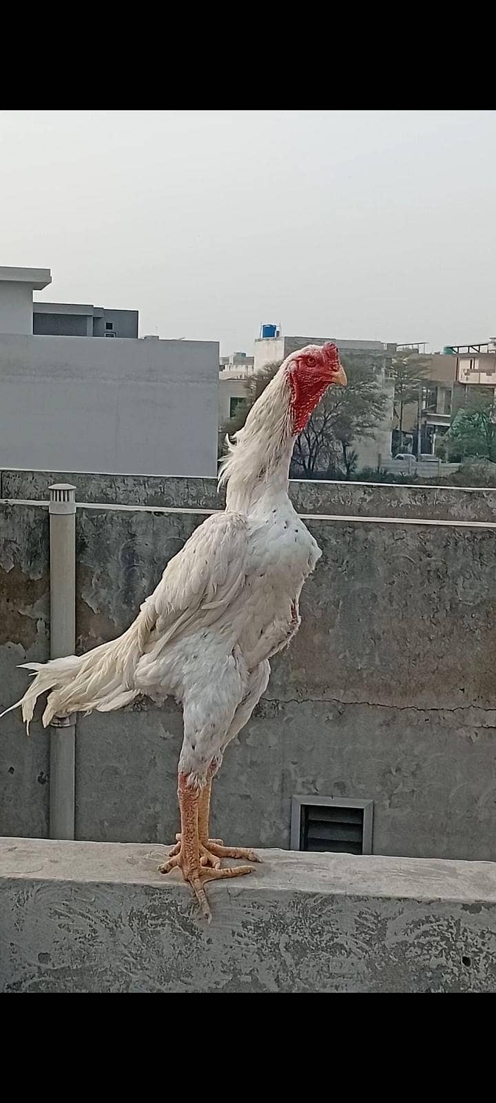 Blue Dragon / Shamo chicks

                                                            alt=