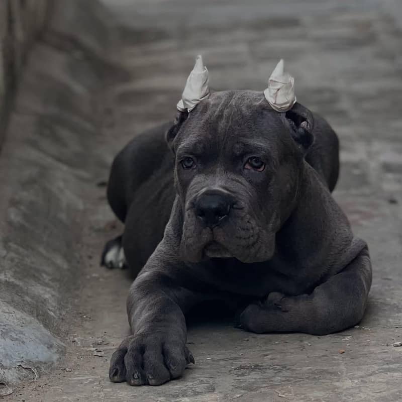 STRONG BLOODLINE CANE CARSO PUPPY AVAILABLE FOR SALE

                                                            alt=