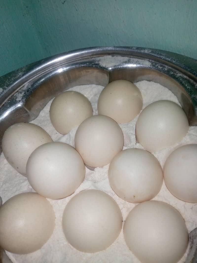 Aseel egg for sale 03124499315 cntct nmb

                                                            alt=