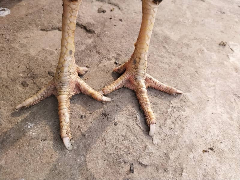 Aseel murgha one eye Madagascar murgi

                                                            alt=