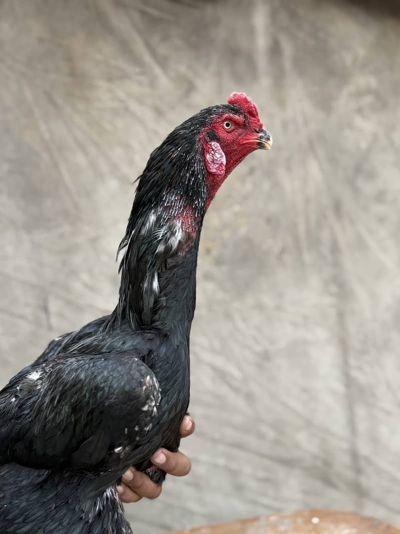 Aseel Shamo | White Shamo | White Thai Pakoya | Thai Aseel | Hens

                                                            alt=