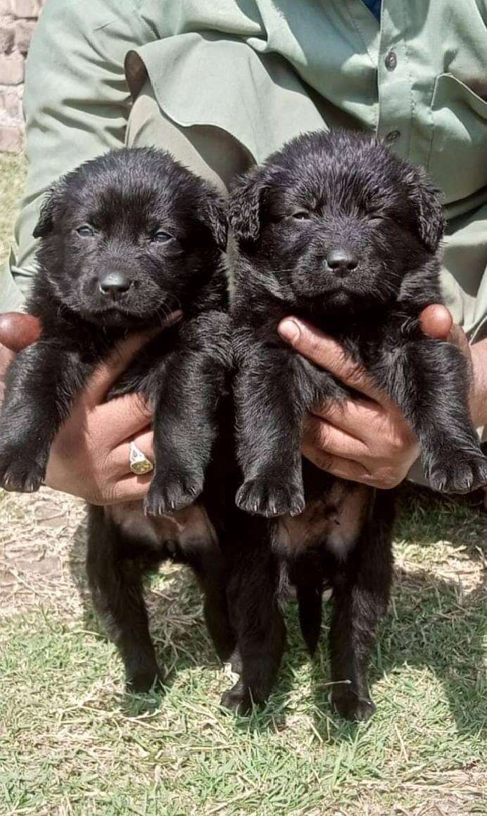 German Shepherd Pair / german shepherd| Puppy | GSD | Dog for sale

                                                            alt=