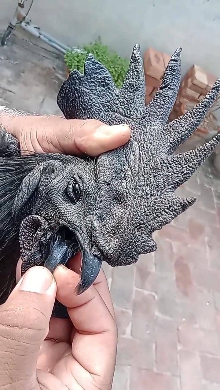 Ayam Cemani Indonesian Black Tongue Chiks

                                                            alt=