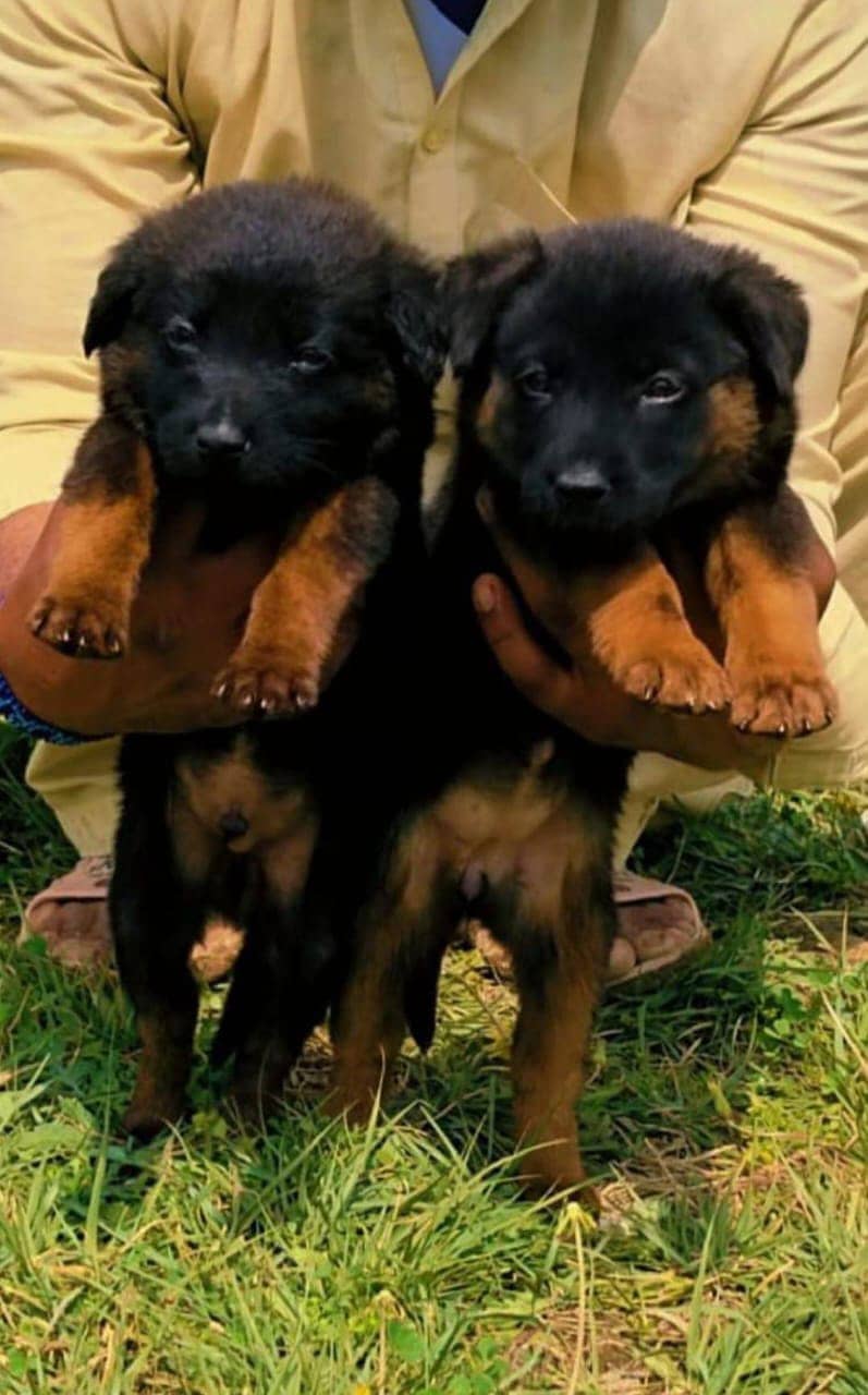German shepherd puppies for sale / puppy / GSD pup / german sheph

                                                            alt=