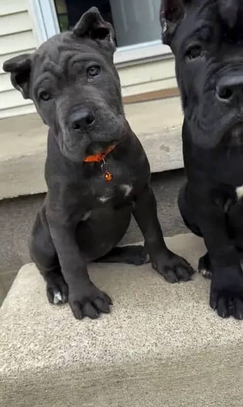 Cane corso pedigree imported both are available for sale

                                                            alt=
