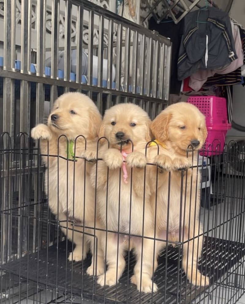 golden retriever puppy for sale

                                                            alt=