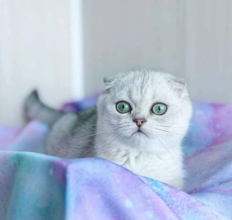 Scottish fold kitten available

                                                            alt=