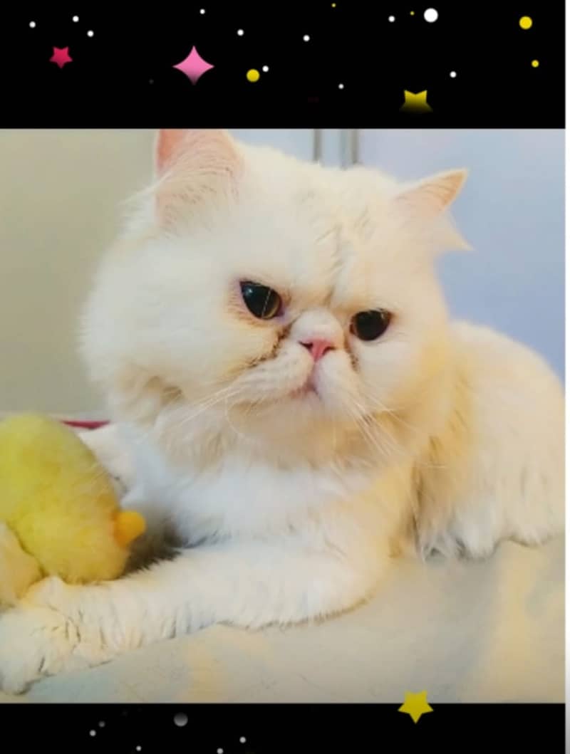 adult male peki face white Persian perfect breeder

                                                            alt=