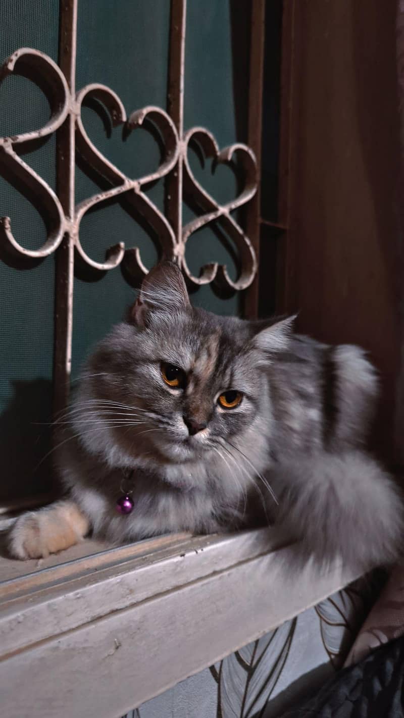 beautiful 

                                                            alt=