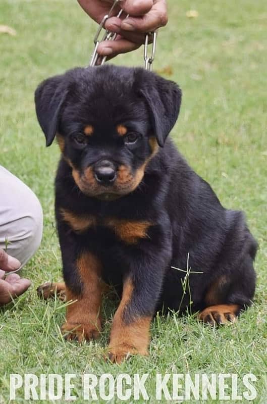 Rottweiler pedigree microchipped puppies available for sale

                                                            alt=