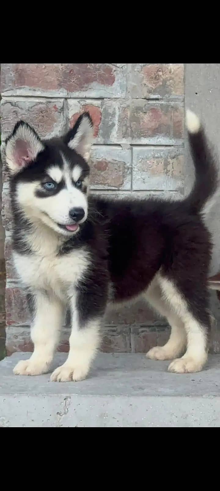 Siberian Husky | odd eyes Husky puppies | triple coated | blue eyes

                                                            alt=