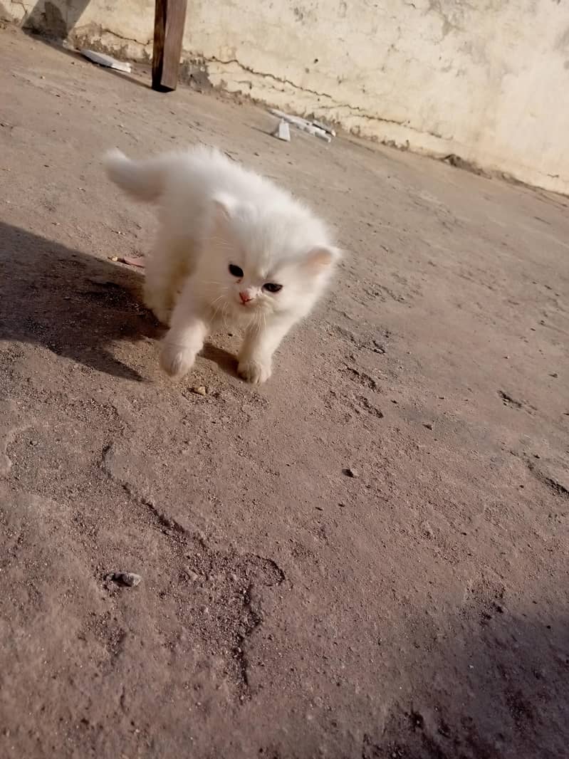Persian Kitten | triple coat Cat | Male/Female Cat | White | Blue eyes

                                                            alt=