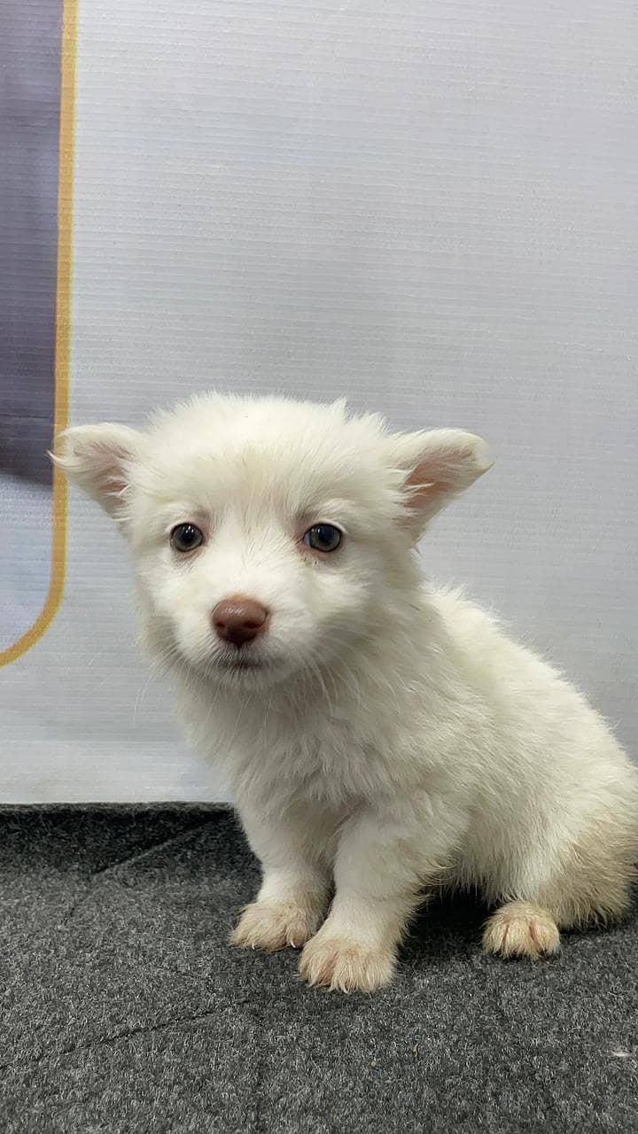 All puppies husky available home delivery available

                                                            alt=