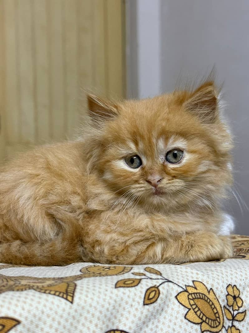 kittens | Persian kittens | Persian cat | triple coated | Punch face

                                                            alt=