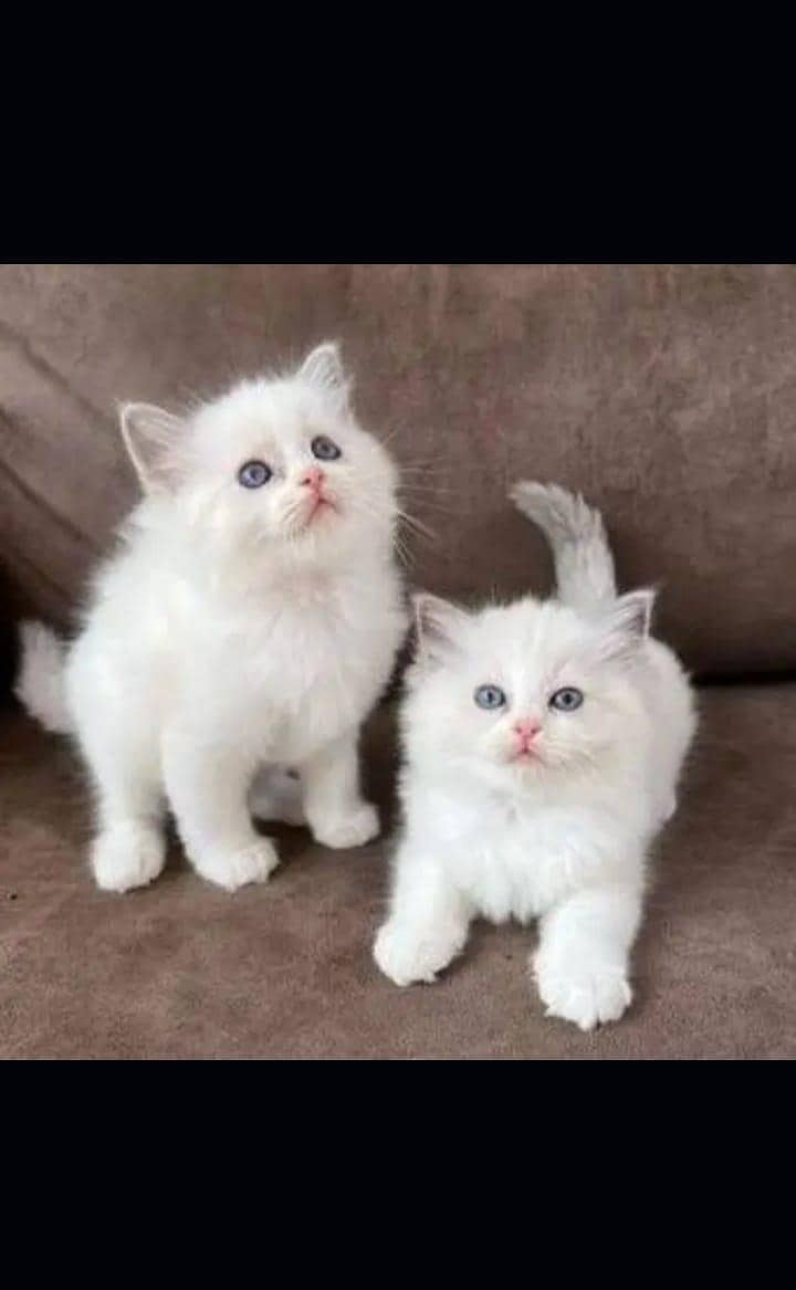 Persian cats My WhatsApp 03257448377  ()L

                                                            alt=