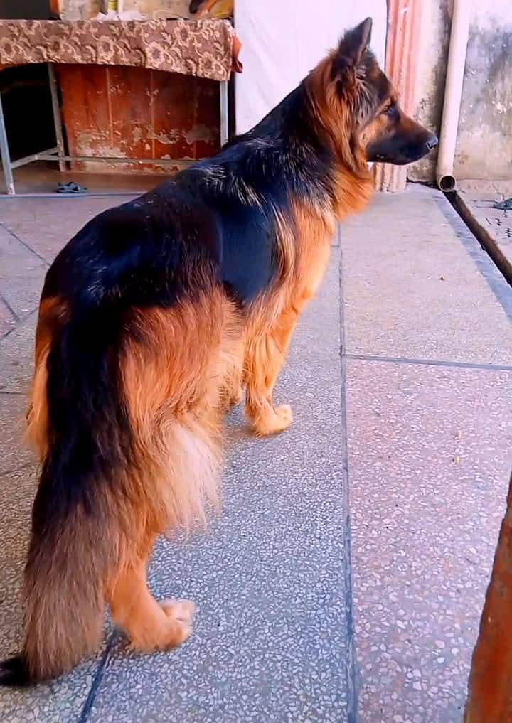 gurman shaft Dog My WhatsApp 03257448377 _$

                                                            alt=