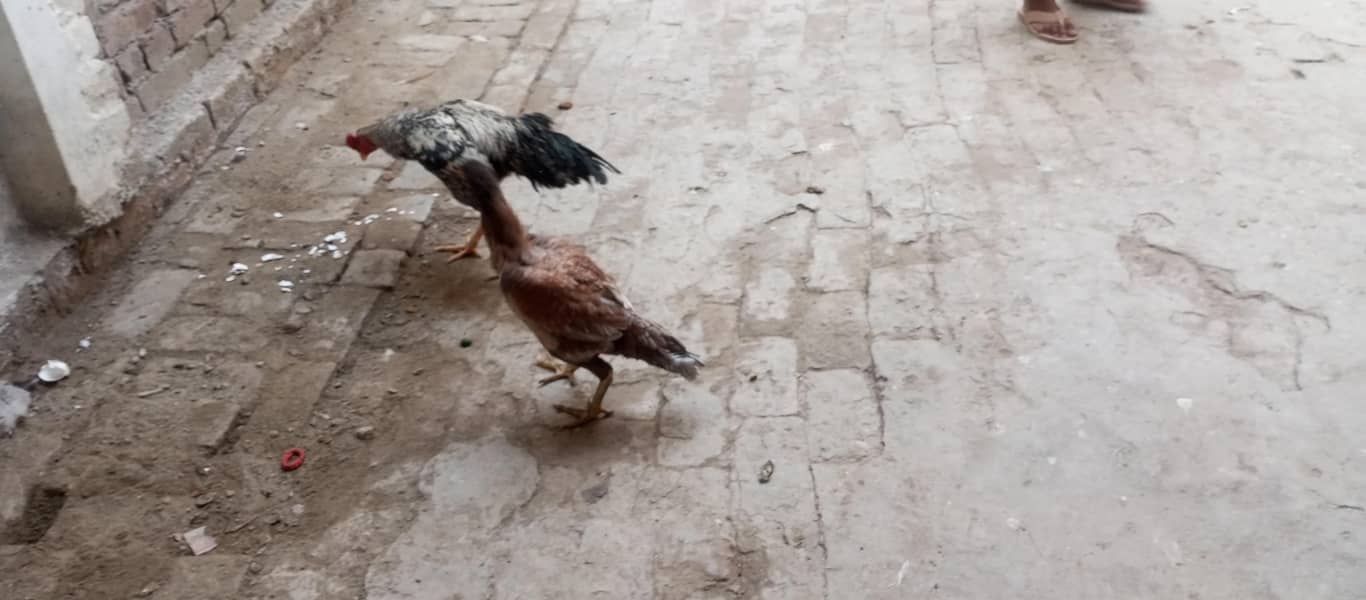 pair hai

                                                            alt=