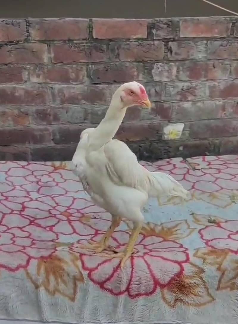 king size shamo | white shamo | o shamo | shamo male or female | hens

                                                            alt=