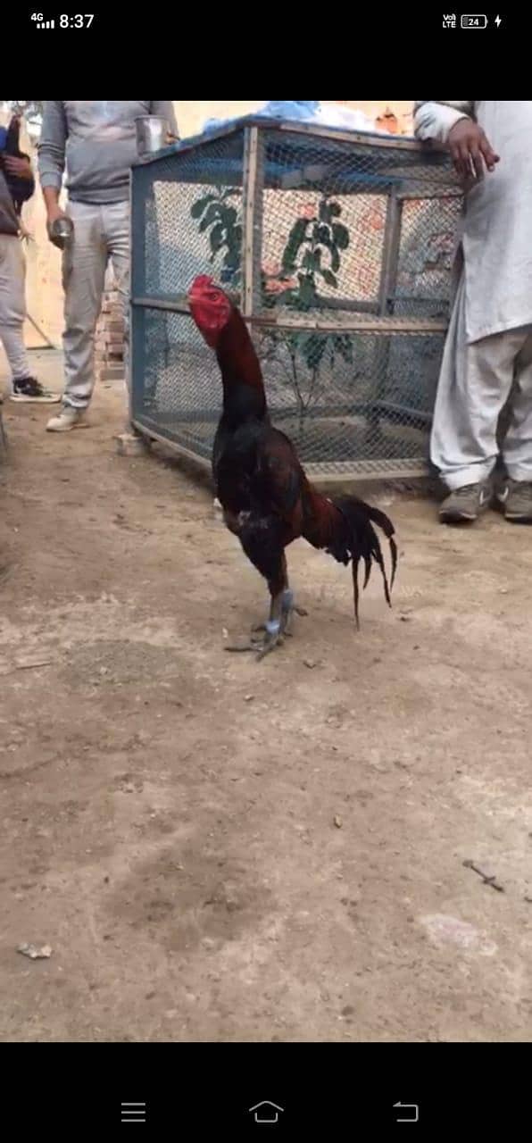 Aseel Hens | Mianwali Aseel | Aseel Pakistani | Aseel Lakha For Sale

                                                            alt=