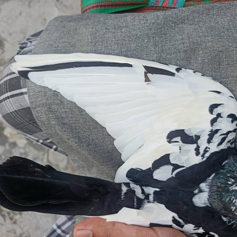 Rampuri Female

                                                            alt=