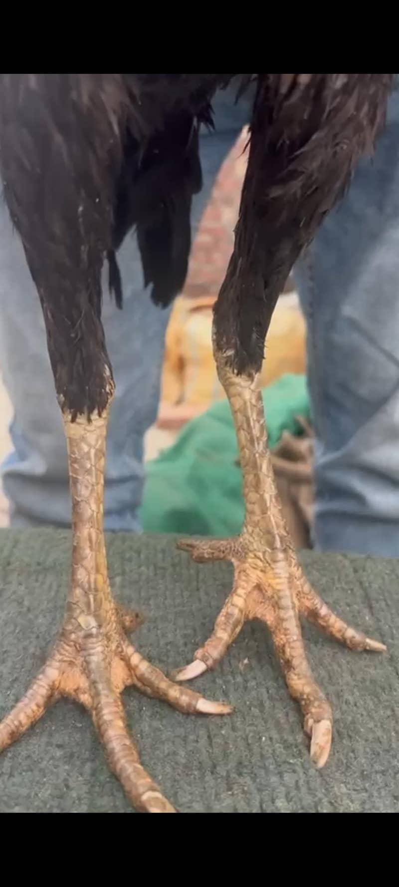 Aseel Thai /Aseel pakoya Aseel Pathya / brazilian aseel /turkish aseel

                                                            alt=