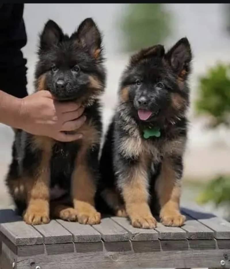 German Shepherd puppies 03425137217

                                                            alt=