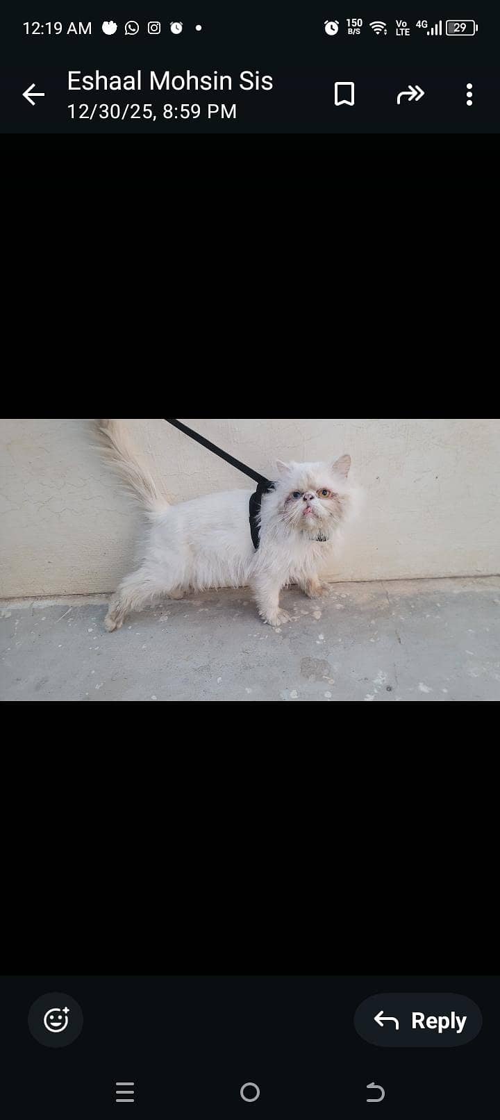 peki male for sale

                                                            alt=