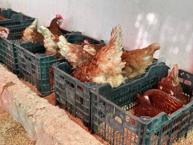 LOHMAN BROWN / FANCY BREED CHICKS / EGG LAYING HENS

                                                            alt=